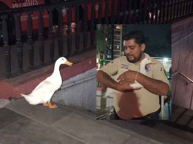 Pato Se Escapa Del Lago De Chapultepec Y Lo Detienen A La Entrada Del