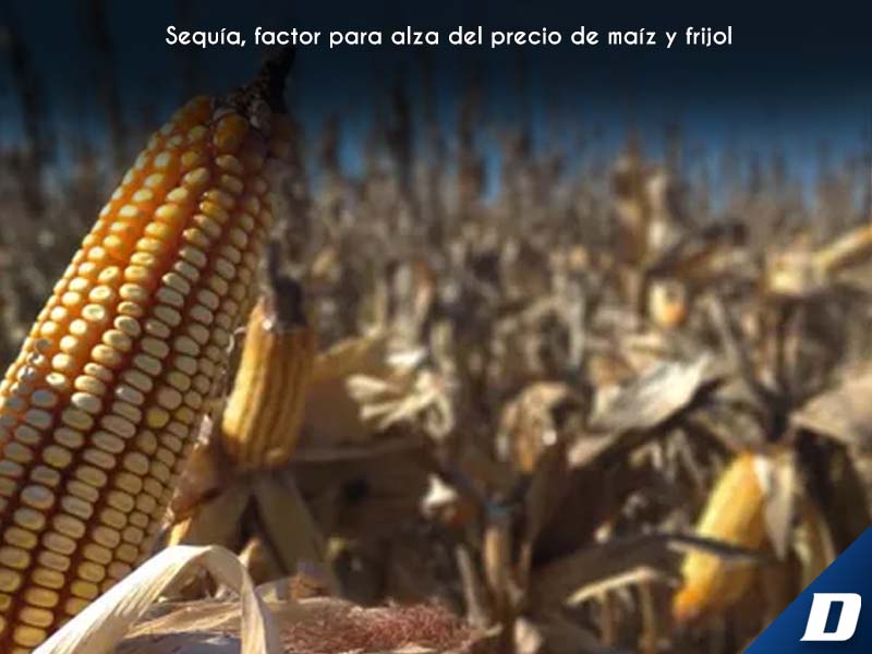 Sequía, factor para alza del precio de maíz y frijol - Diario de Chiapas