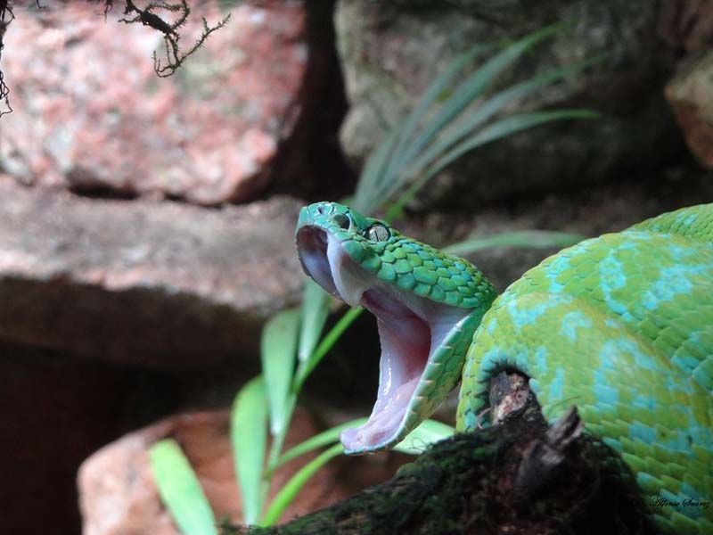 Las serpientes, especies fascinantes - Diario de Chiapas