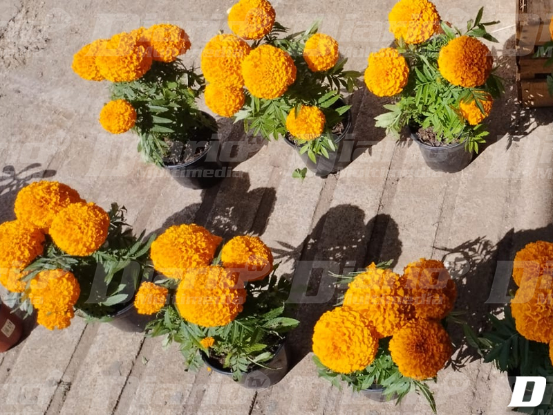 Productores de flores preparados para el Día de Muertos - Diario de Chiapas