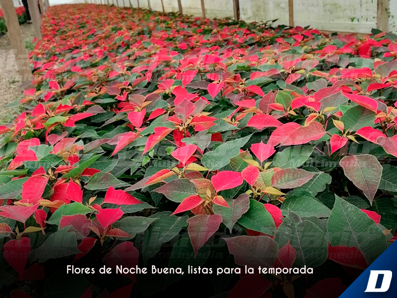 Flores de Noche Buena, lista para la temporada - Diario de Chiapas
