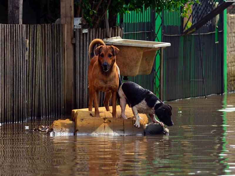 Rain increases parasites in pets