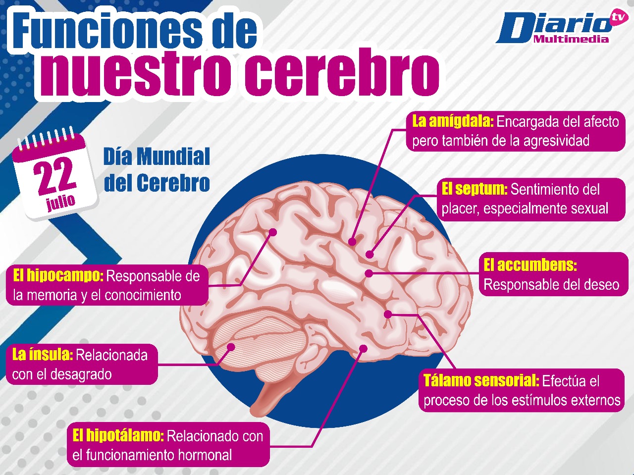 Efeméride Día Mundial Del Cerebro Diario De Chiapas 4429