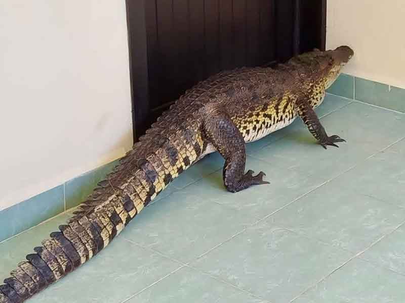 Agarran a cocodrilo (1)