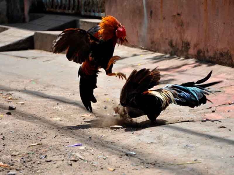 ¡Que suelten a todos los gallos!