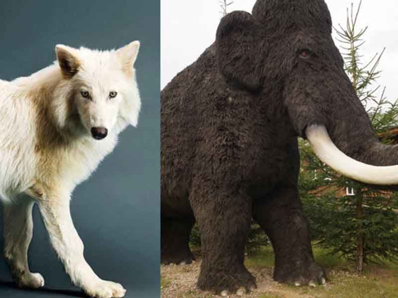DICU_30 ESPECIES