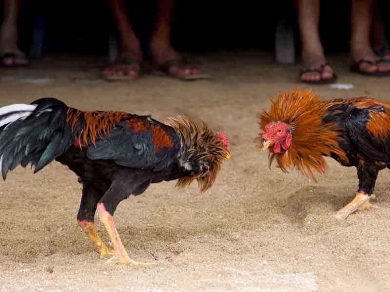 séptima séptima