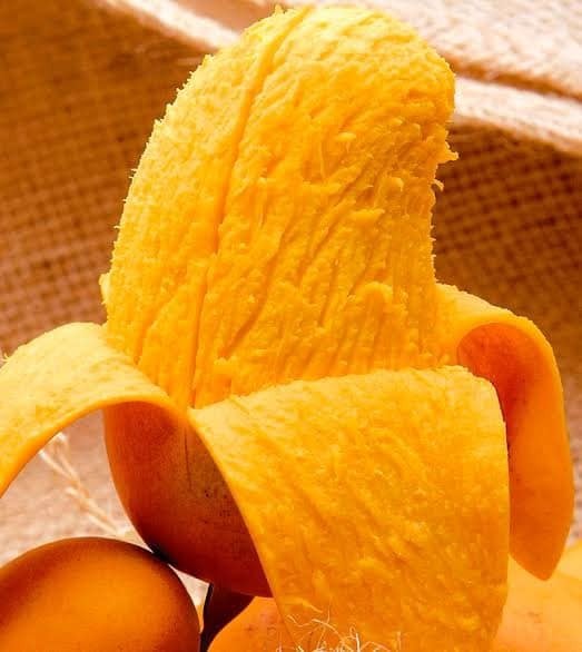mango 2