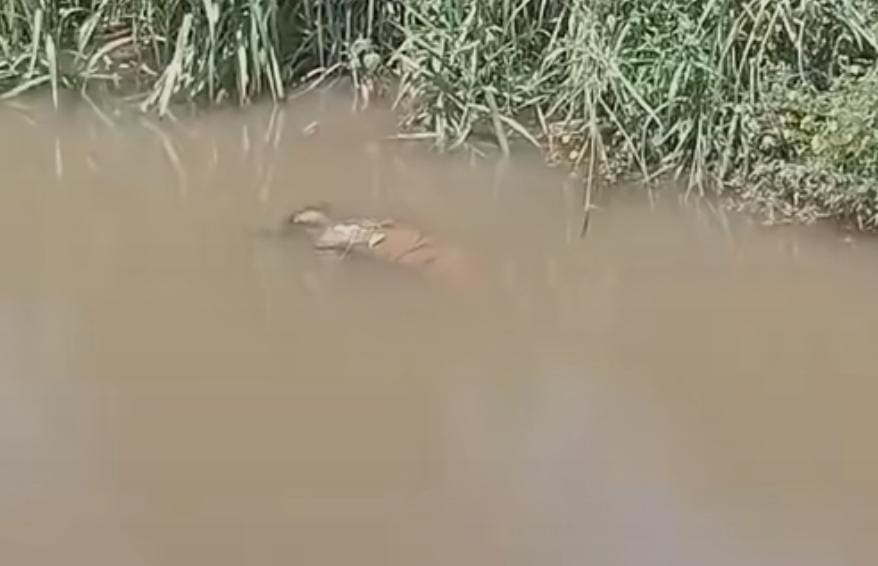 Cadáver flotante