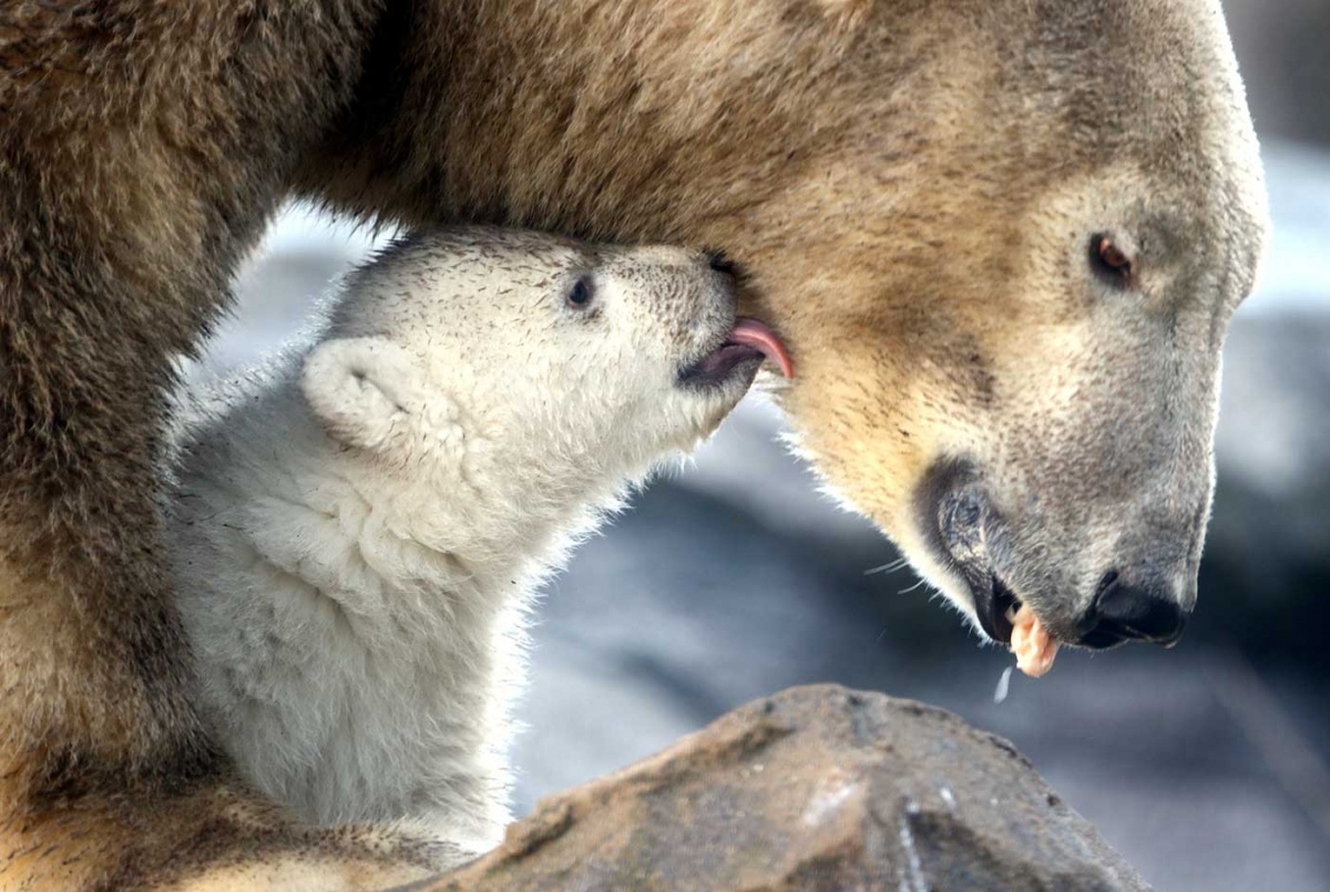 Alertan sobre aumento de canibalismo entre osos polares - Diario de Chiapas