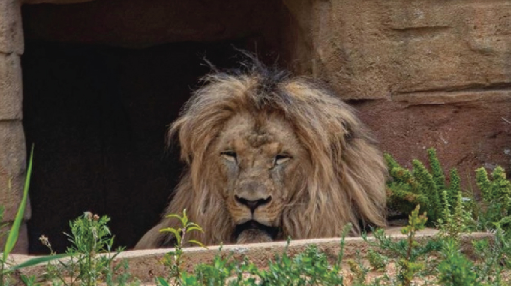 Se contagian 4 leones de COVID en zoológico de España - Diario de Chiapas